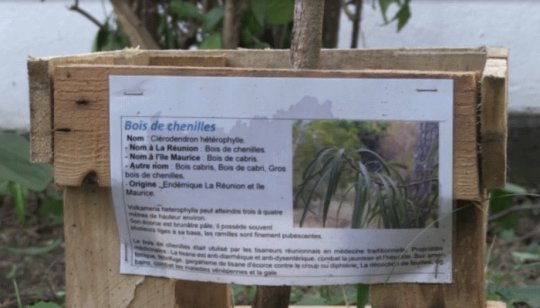 Atelier Web Reporter CINOR - Je plante, tu plantes, nous protégeons !  Ecole Bouvet B Saint-Denis