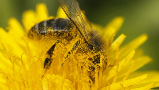Atelier Web Reporter CINOR - La pollinisation des abeilles – CM2 La Chaumière