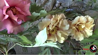 Pivoine Bleue dans le Gers : Robert Pardo au micro de Michel Lecomte TvLocale